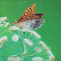 105. Schmetterling 2 August 2016